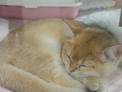 -FAELING PETS美天灵宠物(富力广场店)