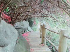 -木兰云雾山