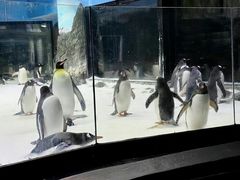 -悉尼海洋生物水族馆