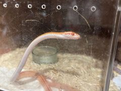 -酷以爬仙阁实体爬宠店·守宫·蜥蜴·专业繁育