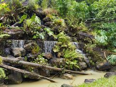 -深圳仙湖植物园