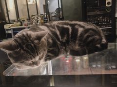 -咖法森林·咖啡  酒吧(天河店)