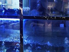 -云中鱼蒸汽石锅鱼(川沙百联店)