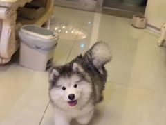 -博特宠物医院24h犬猫全科.骨科·异宠