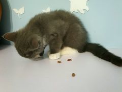 -喵的天空名猫咖啡馆·撸猫·猫舍·用品