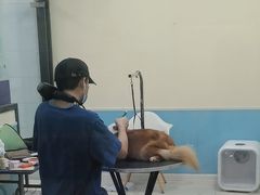 -天宠宠物医院24小时·急重症诊疗中心·全科·腔镜特色(和平分院)