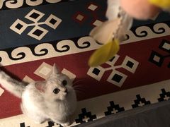 -猫大福·Fortune Cat猫舍(百子湾店)