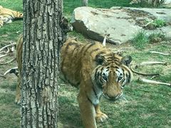 -北京野生动物园