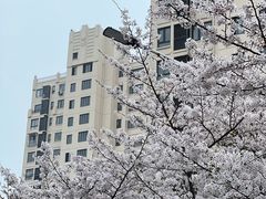 -高东镇樱花园