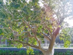 -星巴克(深圳前海企业公馆店)