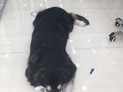 -乖乖乐动物医院(小汤山分院)