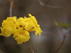 -天适樱花悠乐园