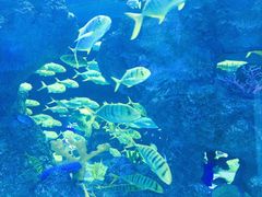 -芜湖新华联大白鲸海洋公园