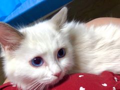 -猫大福·Fortune Cat猫舍(百子湾店)