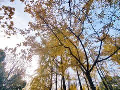 -黄兴公园