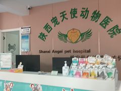 -天使宠物医院·犬猫分诊(彩虹店)