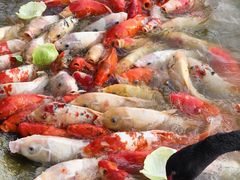 -艾溪湖湿地公园