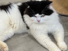 -楼上猫咖(罗湖店)