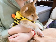 -逗柴咖啡屋·狗咖猫咖宠物桌游