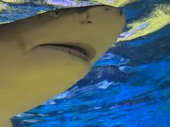 -烟台海昌鲸鲨海洋公园