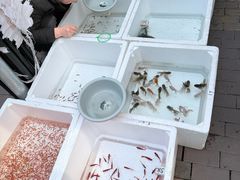 -哈尔滨道外花鸟鱼市场