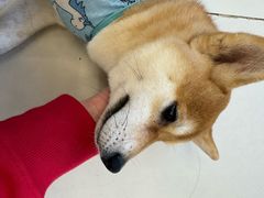 -怪兽屋·羊驼·猫咖·狗咖(俊华广场店)