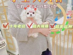 -萌宠之家·腊肠犬·马尔泰·小体犬舍