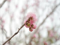 -天适樱花悠乐园