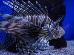 -洛阳龙门海洋馆