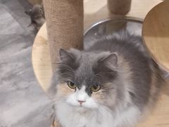 -楼上猫咖(罗湖店)