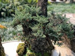 -成都杜甫草堂博物馆