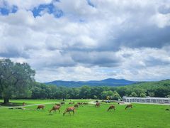 -森工平山皇家鹿苑景区