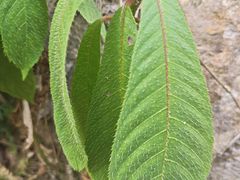 -海南热带雨林国家公园吊罗山景区