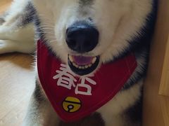 -Husky Go! 哈士奇体验馆·宠物咖啡厅狗咖