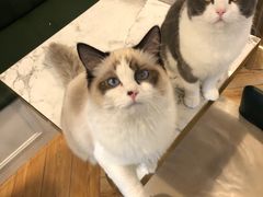-喵喵咪呀布偶猫咖(春熙路店)