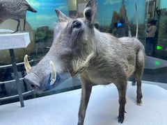 -国家自然博物馆