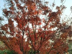 -昆山城市生态森林公园