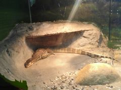 -上海大自然野生昆虫馆(东方明珠·爬宠昆虫探索中心)