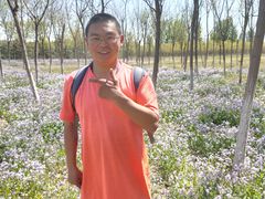 -苏家坨柳林村二月兰花海