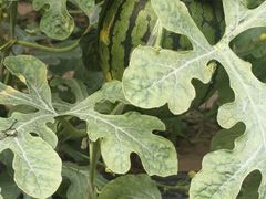 -庞各庄翠芳园西瓜蔬菜基地采摘园