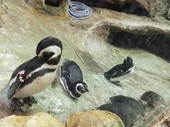 -帝企鹅自助餐厅•儿童岛•真企鹅(长隆企鹅酒店)