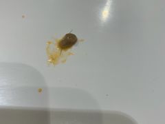 -张亮麻辣烫(上海三湘商业广场店)