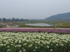 -径山花海