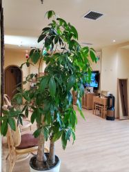 -小颜秘家·韩国整骨