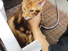 -中农国际动物医院24小时·猫科·骨科·急重症中心
