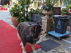 -more than meow吴止猫主题餐厅(承德 中船汇店)