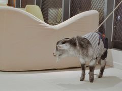 -怪兽屋·羊驼·猫咖·狗咖(俊华广场店)