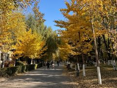 -长白岛森林公园