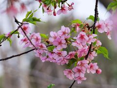 -顾村公园