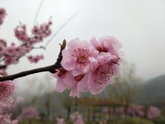 -石塘人家